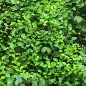 Marcgravia Shingling Vine Cutting - Rare Tropical Houseplant - Image 4