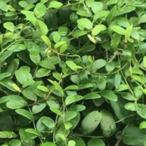 Marcgravia Shingling Vine Cutting - Rare Tropical Houseplant - Image 5