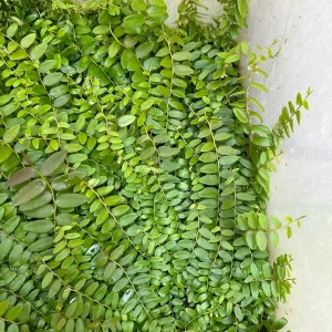 Marcgravia Shingling Vine Cutting - Rare Tropical Houseplant - Image 6