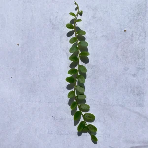 Marcgravia Shingling Vine Cutting - Rare Tropical Live Plant - 10-20 Leaf Cutting - Image 3