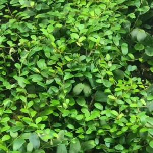 Marcgravia Shingling Vine Cutting - Rare Tropical Live Plant - 10-20 Leaf Cutting - Image 4