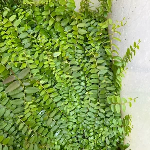 Marcgravia Shingling Vine Cutting - Rare Tropical Live Plant - 10-20 Leaf Cutting - Image 6