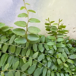 Marcgravia Shingling Vine Cutting - Rare Tropical Live Plant - 10-20 Leaf Cutting - Image 1