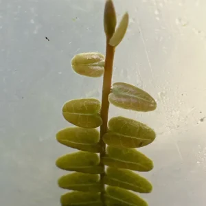 Marcgravia sp. Mendez Cuttings - Shingling Vine Live Plant - 10-20 Leaf Cuttings - Image 2