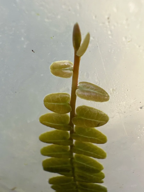 Marcgravia sp. Mendez Cuttings - Shingling Vine Live Plant - 10-20 Leaf Cuttings - Image 2