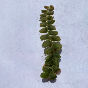 Marcgravia sp. Mendez Cuttings - Shingling Vine Live Plant - 10-20 Leaf Cuttings - Image 3