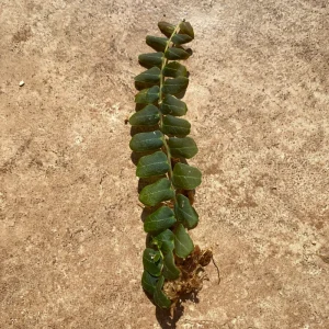 Marcgravia sp. Mendez Cuttings - Shingling Vine Live Plant - 10-20 Leaf Cuttings - Image 4