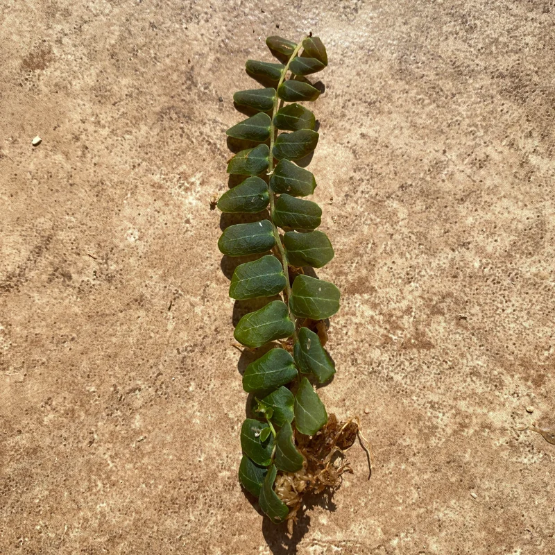 Marcgravia sp. Mendez Cuttings - Shingling Vine Live Plant - 10-20 Leaf Cuttings - Image 4