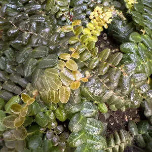 Marcgravia sp. Mendez Cuttings - Shingling Vine Live Plant - 10-20 Leaf Cuttings - Image 5