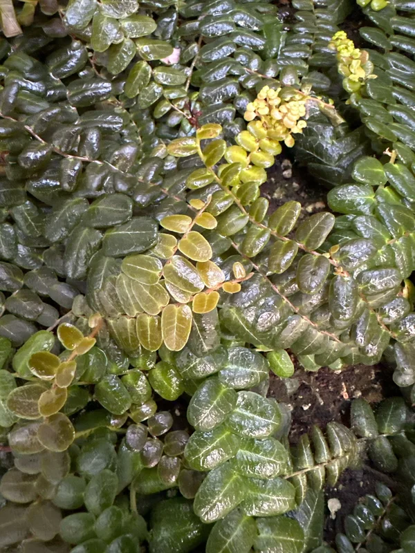 Marcgravia sp. Mendez Cuttings - Shingling Vine Live Plant - 10-20 Leaf Cuttings - Image 5