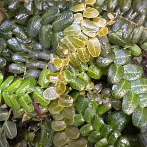 Marcgravia sp. Mendez Cuttings - Shingling Vine Live Plant - 10-20 Leaf Cuttings - Image 6