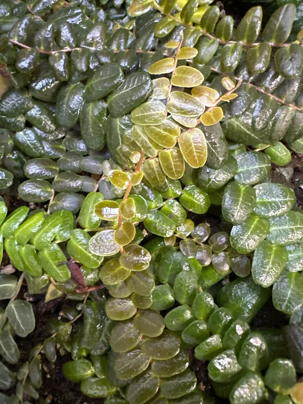 Marcgravia sp. Mendez Cuttings - Shingling Vine Live Plant - 10-20 Leaf Cuttings - Image 6