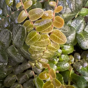 Marcgravia sp. Mendez Cuttings - Shingling Vine Live Plant - 10-20 Leaf Cuttings - Image 1