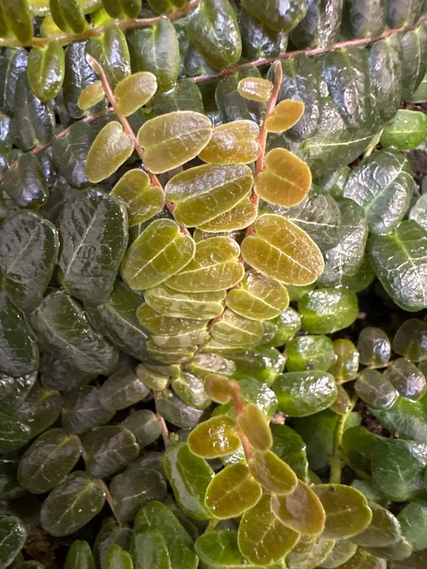 Marcgravia sp. Mendez Cuttings - Shingling Vine Live Plant - 10-20 Leaf Cuttings - Image 1