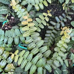 Marcgravia Umbellata Cutting - Shingling Vine Live Plant - Rare Tropical - Image 10