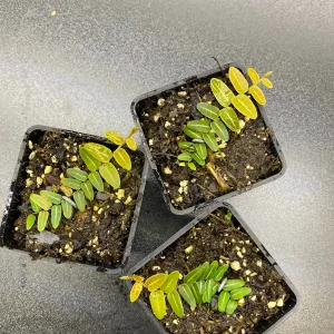 Marcgravia Umbellata Cutting - Shingling Vine Live Plant - Rare Tropical - Image 2