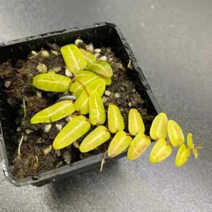 Marcgravia Umbellata Cutting - Shingling Vine Live Plant - Tropical Houseplant - Image 3