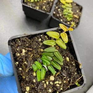 Marcgravia Umbellata Cutting - Shingling Vine Live Plant - Tropical Houseplant - Image 4