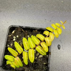 Marcgravia Umbellata Cutting - Shingling Vine Live Plant - Rare Tropical - Image 5