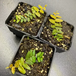 Marcgravia Umbellata Cutting - Shingling Vine Live Plant - Rare Tropical - Image 1