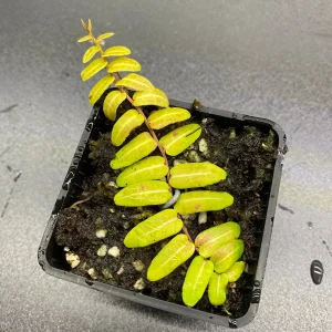 Marcgravia Umbellata Cutting - Shingling Vine Live Plant - Tropical Houseplant - Image 6