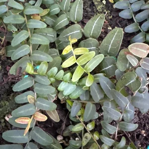 Marcgravia Umbellata Cutting - Shingling Vine Live Plant - Tropical Houseplant - Image 7