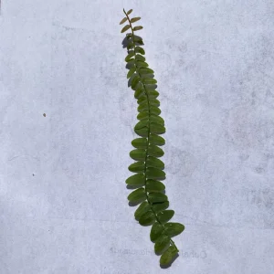 Marcgravia Umbellata Cutting - Shingling Vine Live Plant - Tropical Houseplant - Image 8
