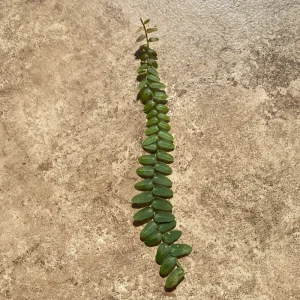 Marcgravia Umbellata Cutting - Shingling Vine Live Plant - Rare Tropical - Image 9