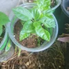 Maypop Purple Passion Flower Live Plant Vine - Incense Passiflora Incarnata - Image 1