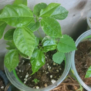 Maypop Purple Passion Flower Live Plant Vine - Incense Passiflora Incarnata - Image 2