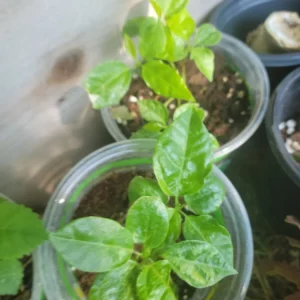 Maypop Purple Passion Flower Live Plant Vine - Incense Passiflora Incarnata - Image 3