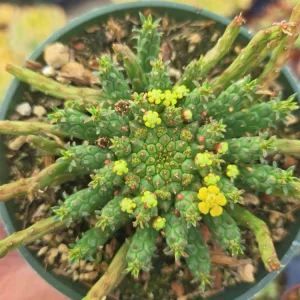 Medusa's Head Succulent Plant - Rare Live 4 inch Potted Houseplant - Image 2