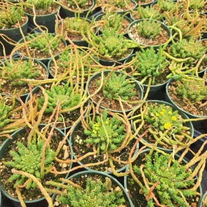 Medusa's Head Succulent Plant - Rare Live 4 inch Potted Houseplant - Image 3