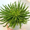 Medusa's Head Succulent Plant - Rare Live 4 inch Potted Houseplant - Image 1