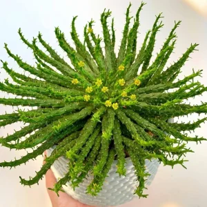 Medusa's Head Succulent Plant - Rare Live 4 inch Potted Houseplant - Image 1
