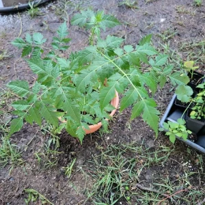 Melia Azedarach Tree - Chinaberry Rosary Tree - Lilac Tree - Image 2