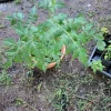 Melia Azedarach Tree - Chinaberry Rosary Tree - Lilac Tree - Image 1
