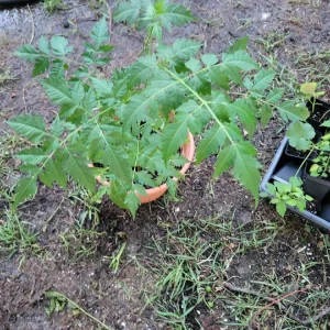 Melia Azedarach Tree - Chinaberry Rosary Tree - Lilac Tree - Image 1