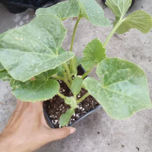 Melon Live Plants – 2 Plants in 4-inch Pot – Fruit Bearing – Home Garden - Image 2