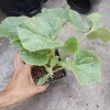 Melon Live Plants – 2 Plants in 4-inch Pot – Fruit Bearing – Home Garden - Image 1