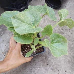 Melon Live Plants – 2 Plants in 4-inch Pot – Fruit Bearing – Home Garden - Image 1
