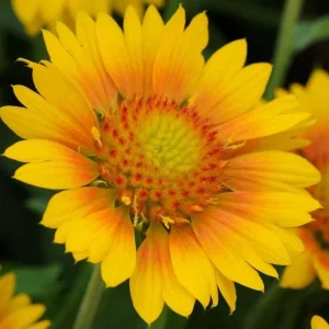 Mesa Peach Blanket Flower Live Plant - Gaillardia x grandiflora - 2.5
