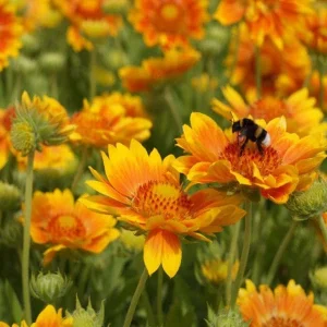 Mesa Peach Blanket Flower Live Plant - Gaillardia x grandiflora - 2.5