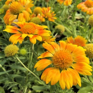 Mesa Peach Blanket Flower Live Plant - Gaillardia x grandiflora - 2.5