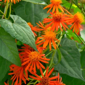 Mexican Flame Vine Live Plant - Fast Growing Orange Flowers - 3-6