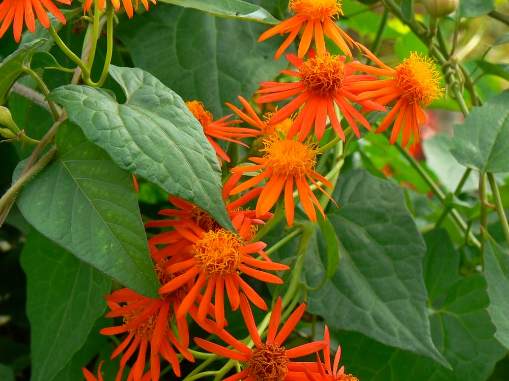 Mexican Flame Vine Live Plant - Fast Growing Orange Flowers - 3-6" Tall Starter - Image 2