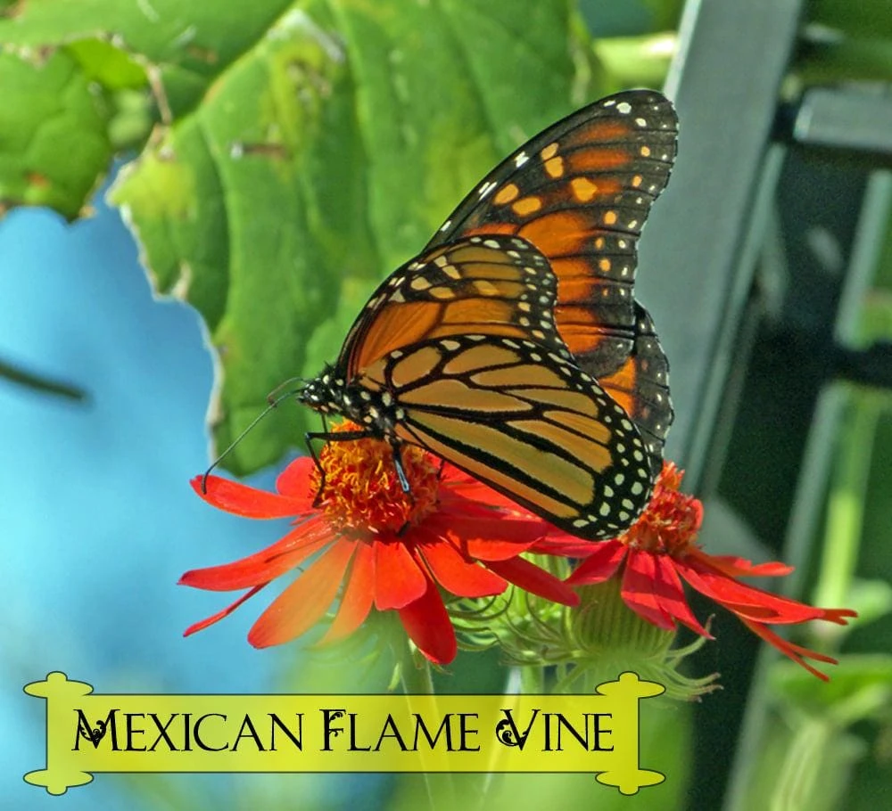 Mexican Flame Vine Live Plant - Fast Growing Orange Flowers - 3-6" Tall Starter - Image 3