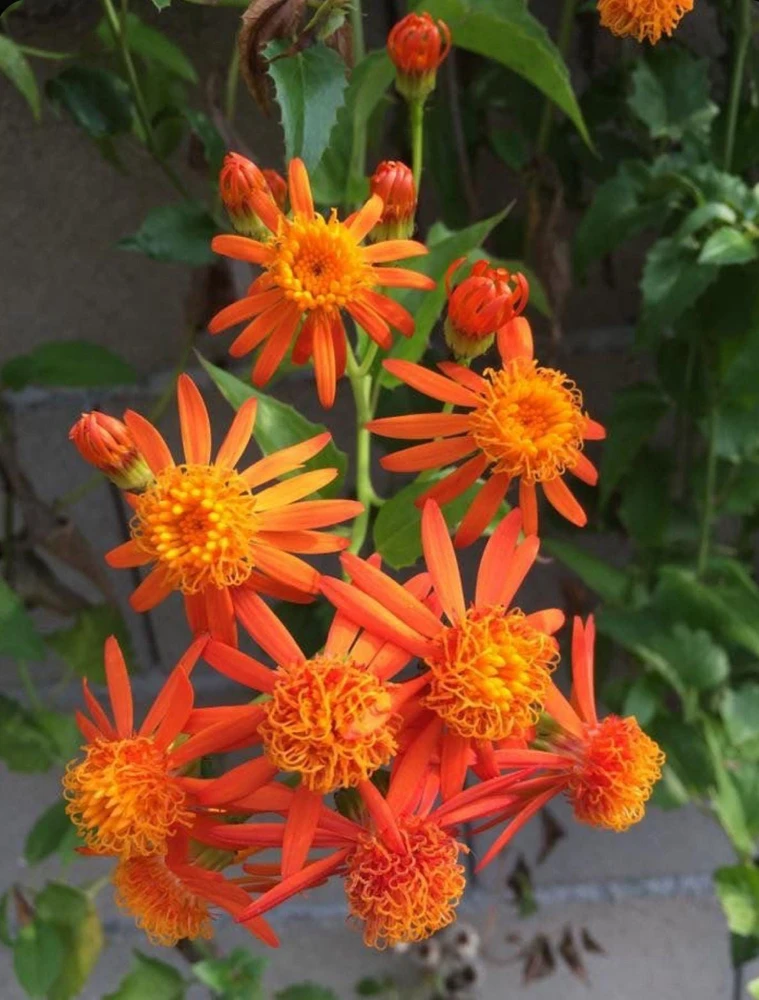 Mexican Flame Vine Live Plant - Fast Growing Orange Flowers - 3-6" Tall Starter - Image 4