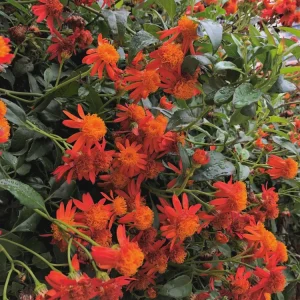 Mexican Flame Vine Live Plant - Fast Growing Orange Flowers - 3-6