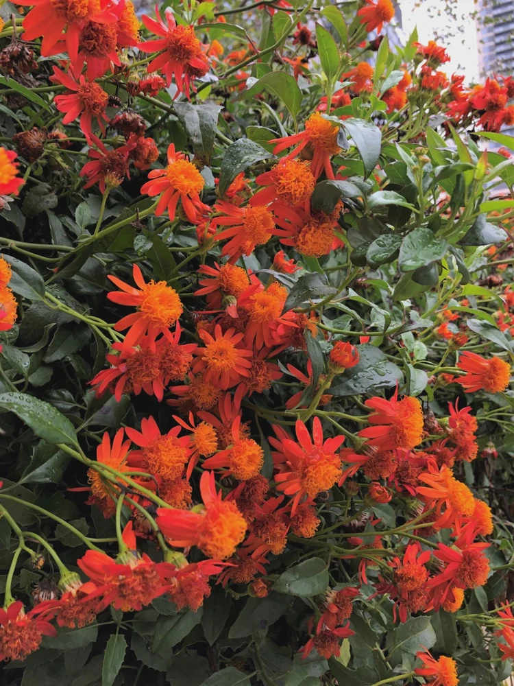 Mexican Flame Vine Live Plant - Fast Growing Orange Flowers - 3-6" Tall Starter - Image 6